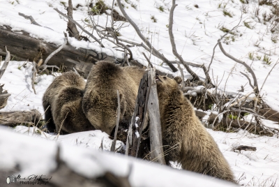 Snow and Cubs YNP May 2025